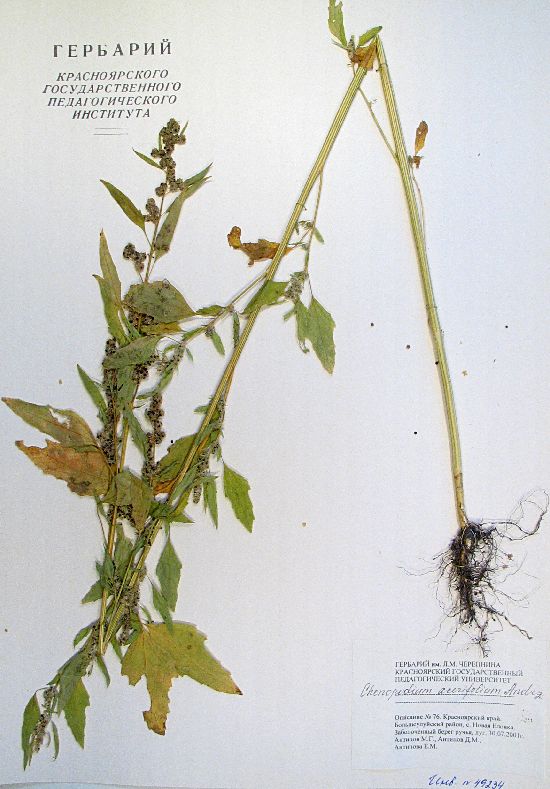 Chenopodium acerifolium Andrz.