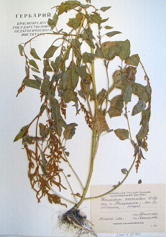 Chenopodium acuminatum Willd.