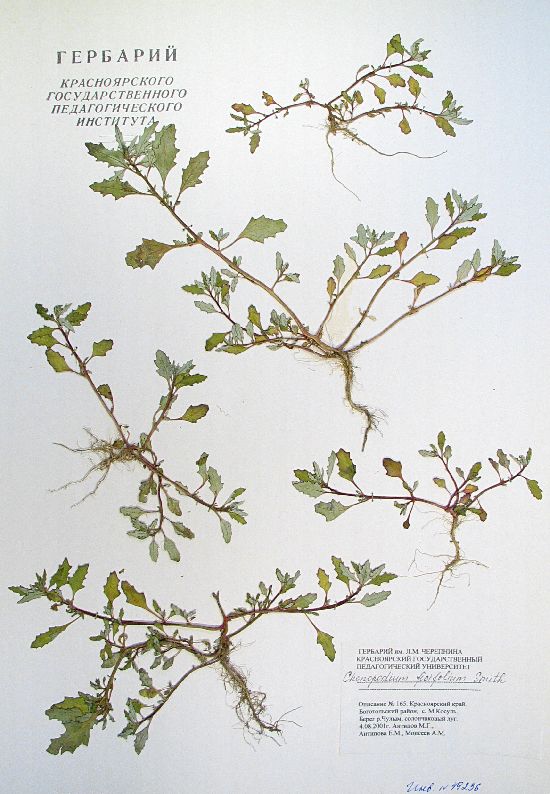 Chenopodium ficifolium Smith