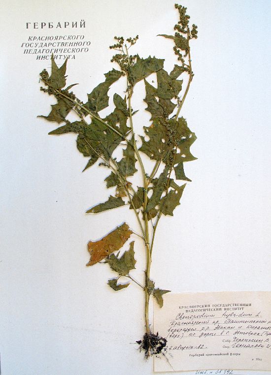 Chenopodium hybridum L.