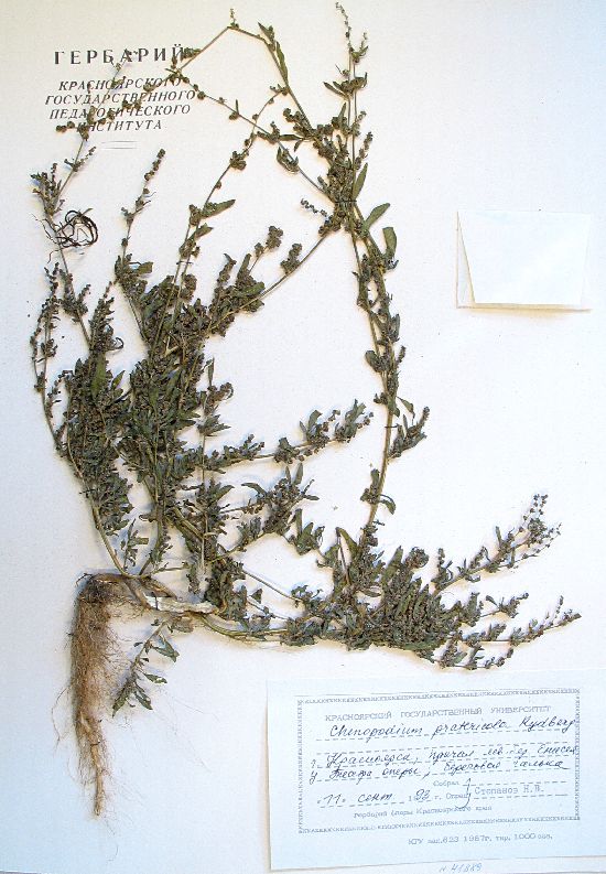 Chenopodium pratericola Rydb.