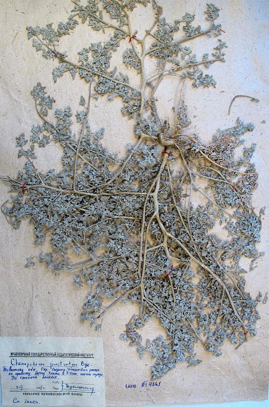 Chenopodium prostratum Bunge
