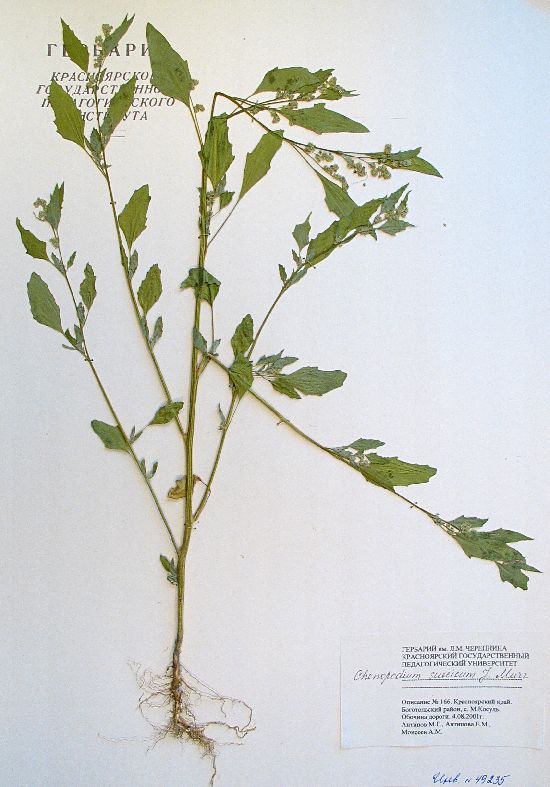 Chenopodium suecicum J. Murr