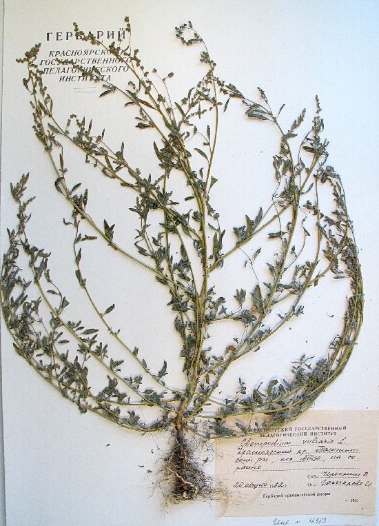 Chenopodium vulvaria L.