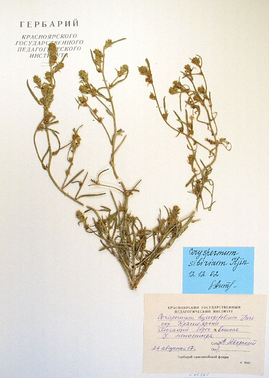 Corispermum sibiricum Iljin