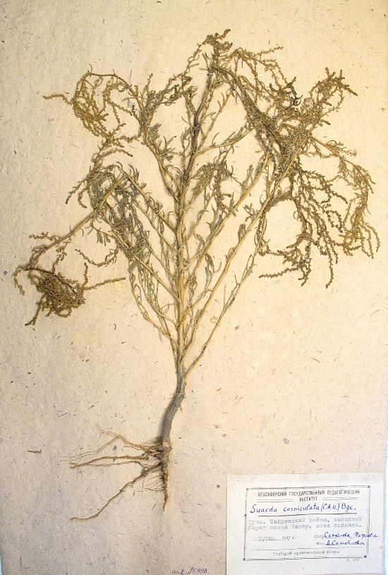 Suaeda corniculata