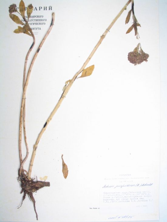Hylotelephium triphyllum