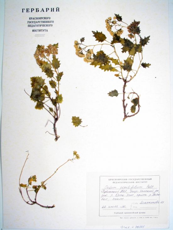 Hylotelephium populifolium