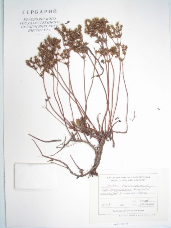 Sedum hybridum L.