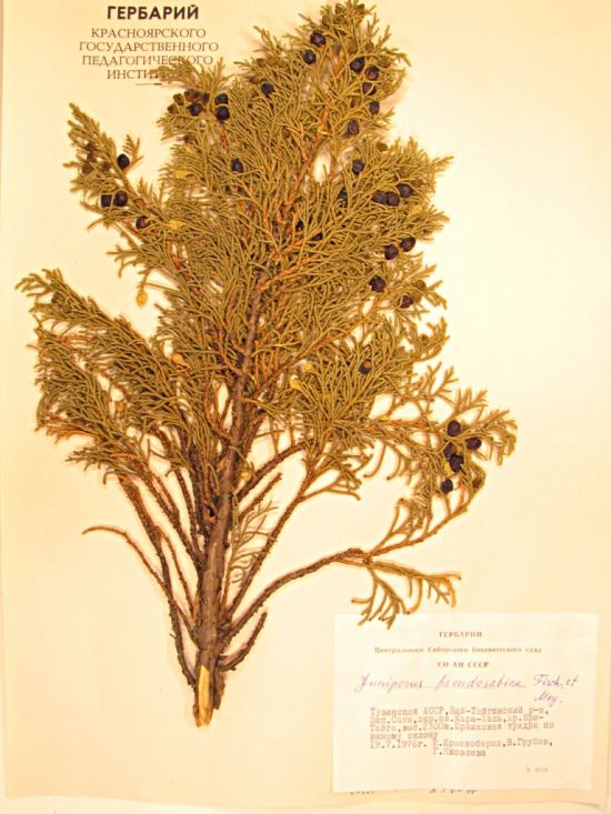 Juniperus pseudosabina Fisch. et C.A. Mey.