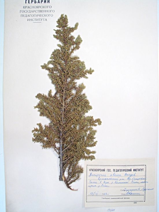 Juniperus sibirica Burgsd.