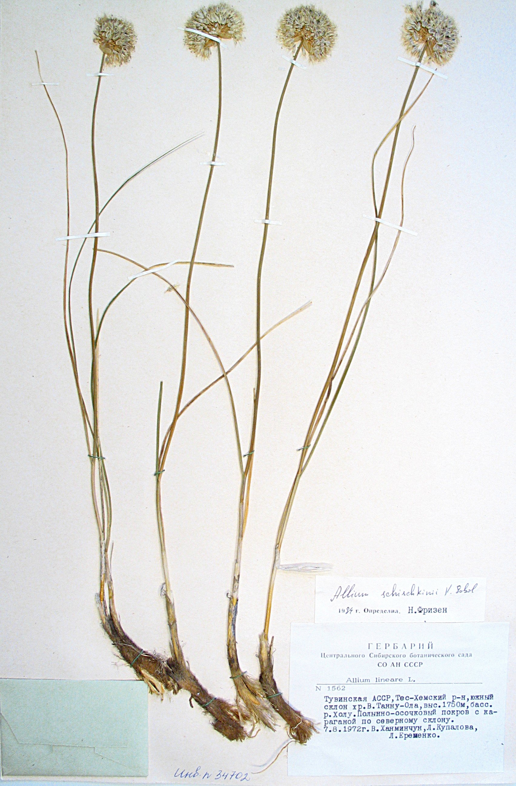 Allium schoenoprasum гербарий