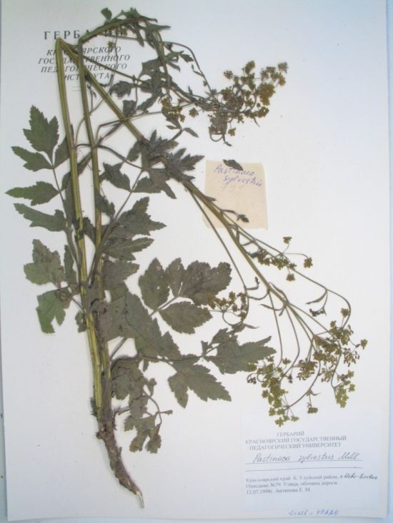 Pastinaca sylvestris Mill.