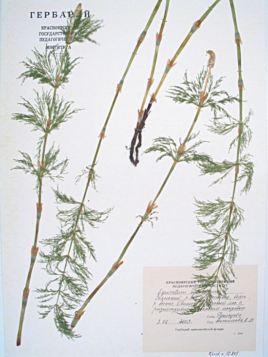 Equisetum sylvaticum L.
