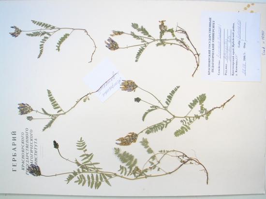 Astragalus danicus Retz.