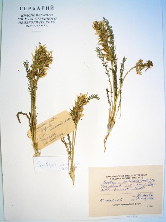 Oxytropis muricata