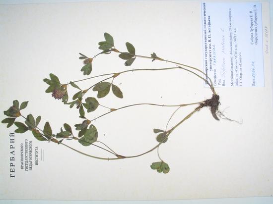 Trifolium pratense L.
