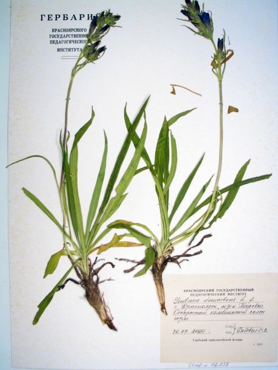 Gentiana decumbens L. fil.