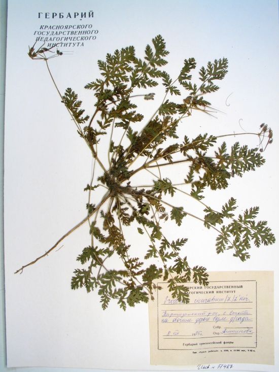 Erodium cicutarium
