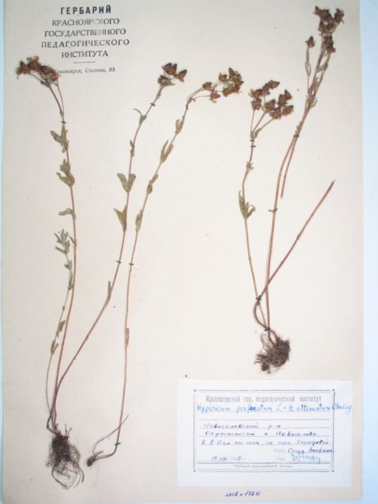 Hypericum perforatum L.