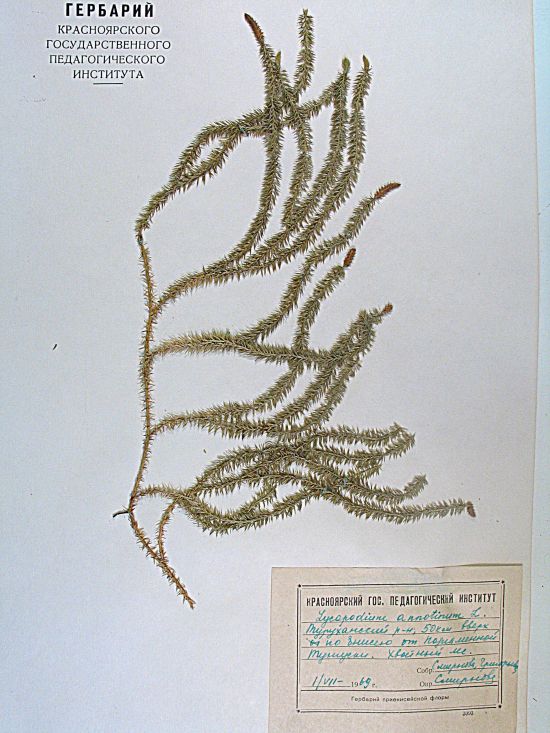 Lycopodium annotinum L.
