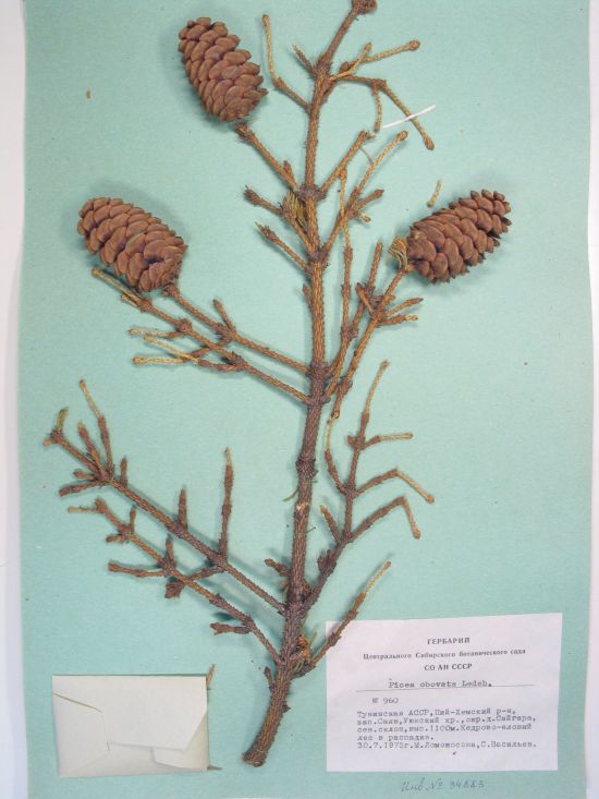 Picea obovata Ledeb.