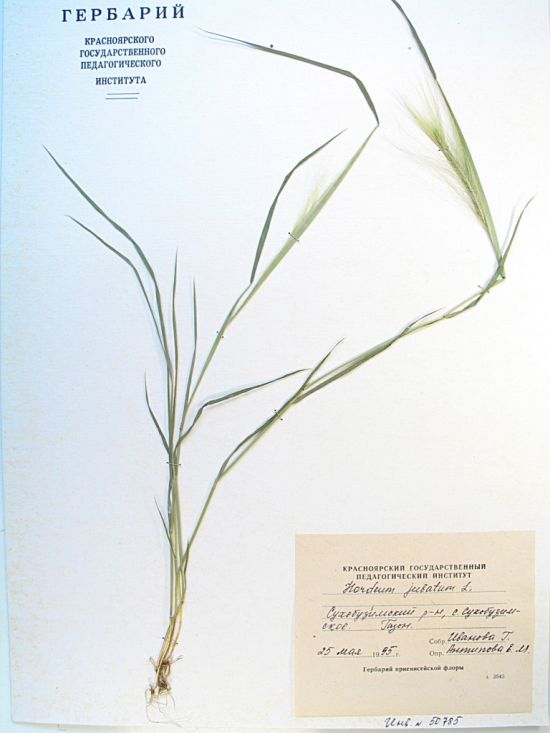Hordeum jubatum L.