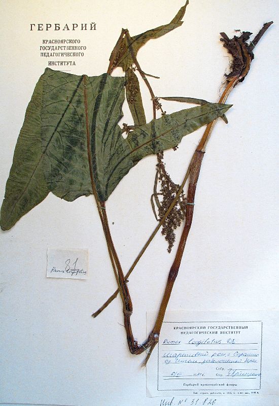 Rumex longifolius DC.