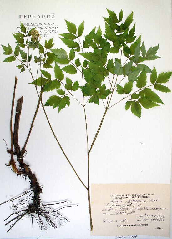Actaea erythrocarpa Fisch.