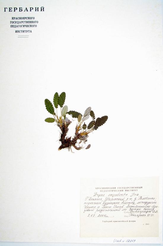 Dryas oxyodonta Juz.