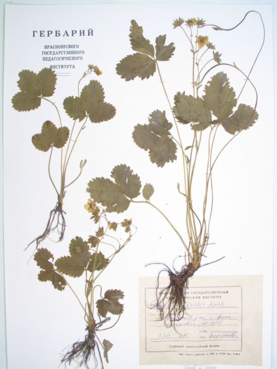 Fragaria viridis