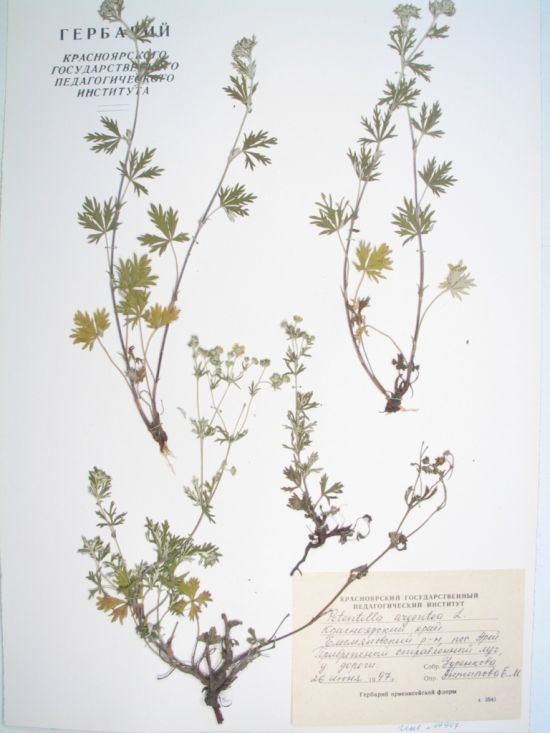 Potentilla argentea L.