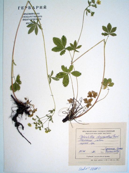 Potentilla chrysantha Trev.