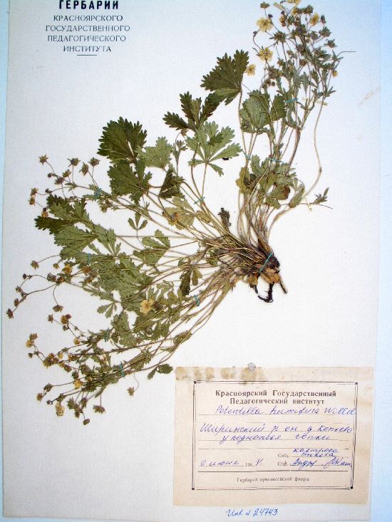 Potentilla humifusa Willd. ex Schlecht.