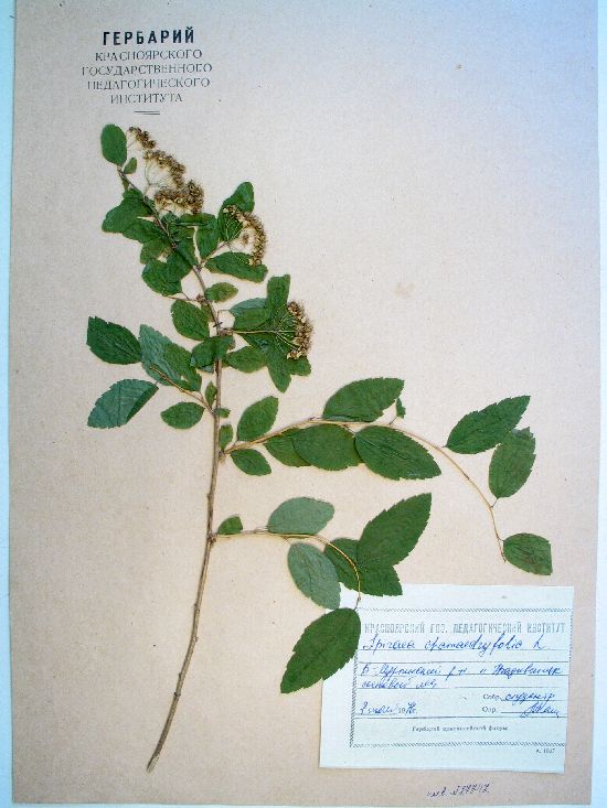 Spiraea chamaedryfolia L.