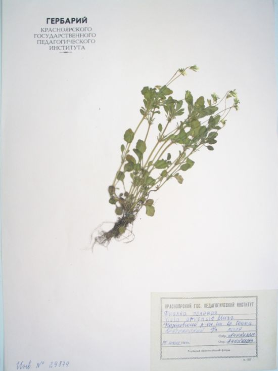 Viola arvensis Murray