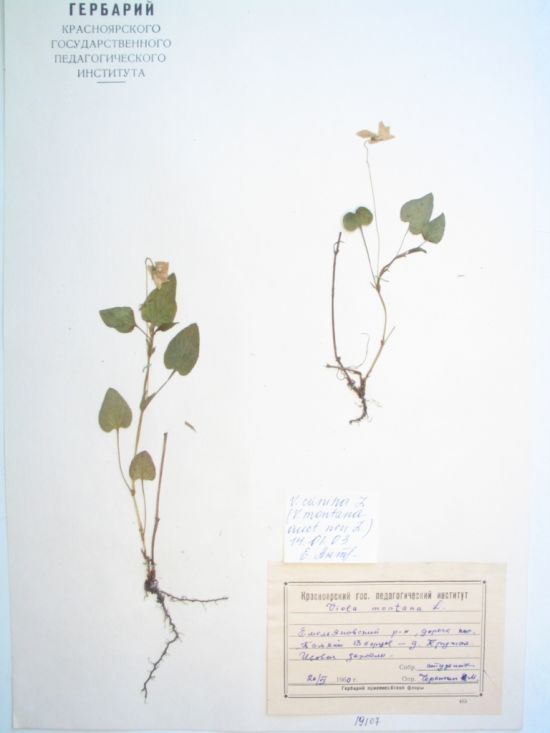 Viola canina L.