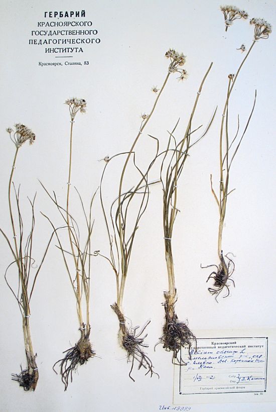 ramosum L.