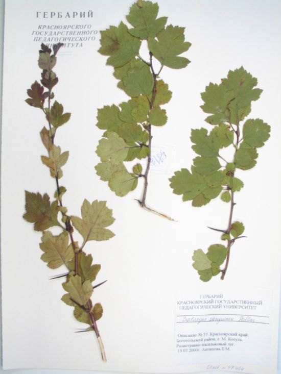 Crataegus sanguinea Pall.