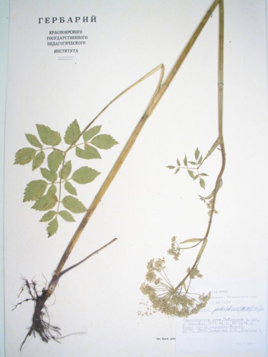 Angelica palustris