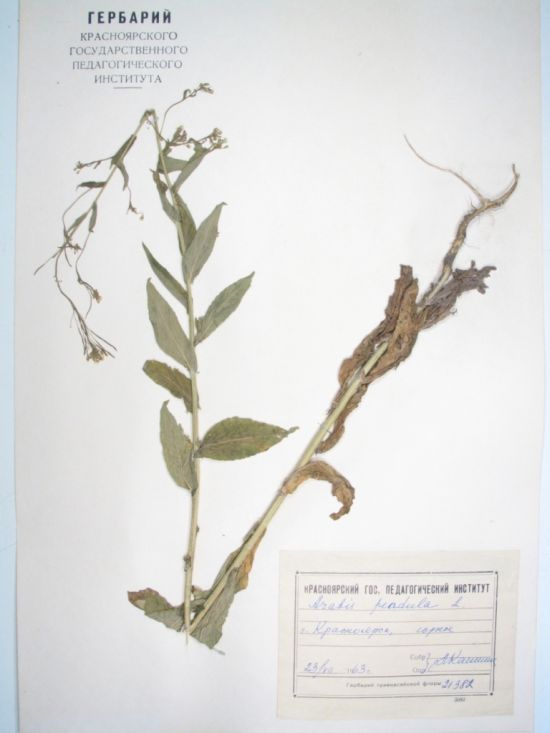 Arabis pendula L.