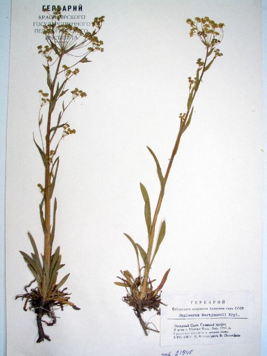 Bupleurum martjanovii Kryl.
