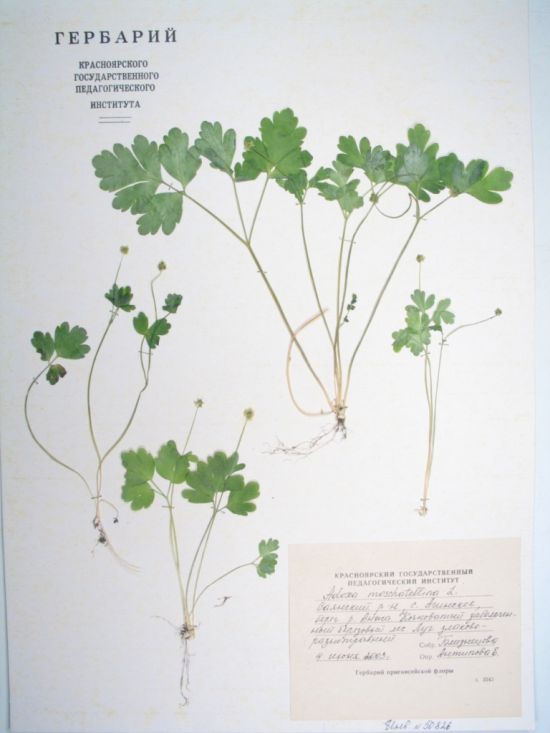 Adoxa moschatellina L.