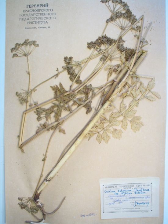 Cnidium davuricum