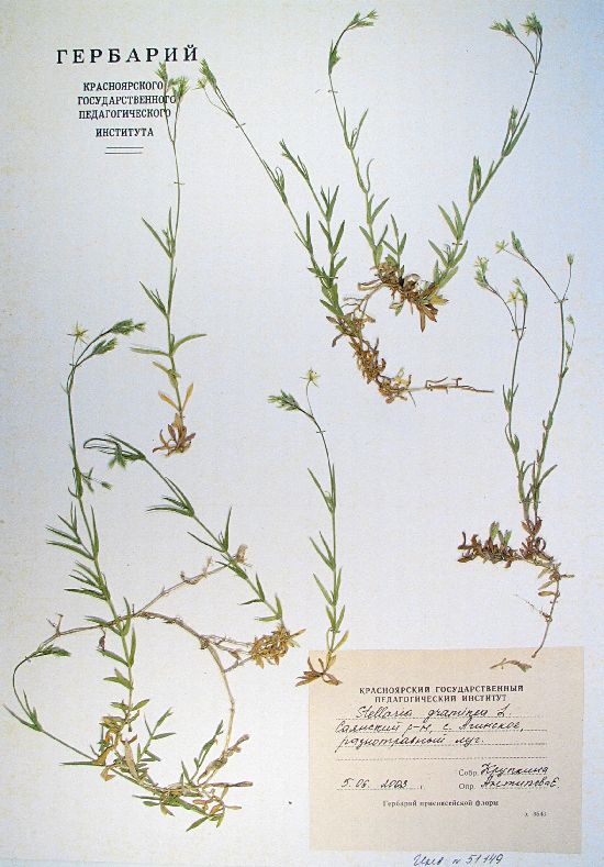Stellaria graminea L.