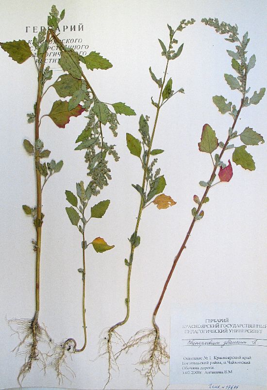 Chenopodium glaucum L.