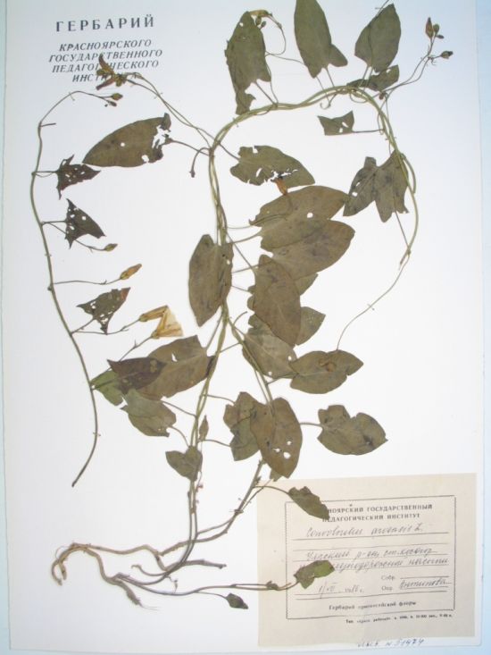 Convolvulus arvensis L.